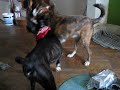 Annie and Cylar go at it