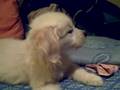 milou y lemi 3