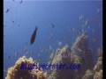 Prede e predatori.wmv