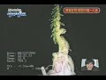 Siphonophore Siphonophore
