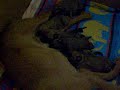 Hundebabys