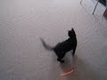 Pychotic Laser Cat