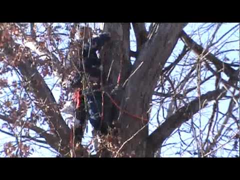 how to get a cat out of a tree