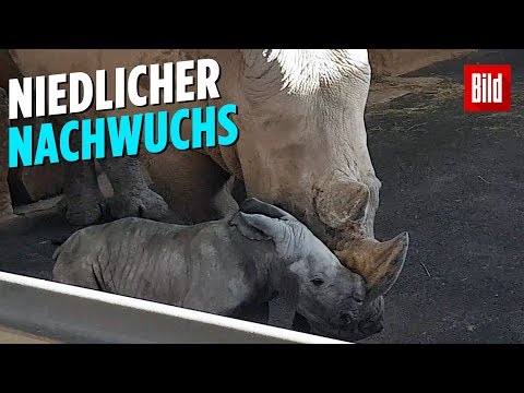 Erfurt: Erstes Nashorn-Baby im Erfurter Zoo seit ze ...