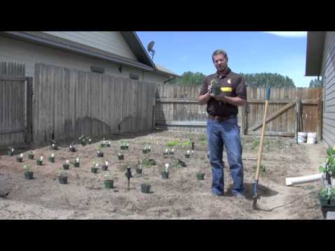 how to transplant vegetable plants into garden
