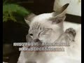 Siamese Cats