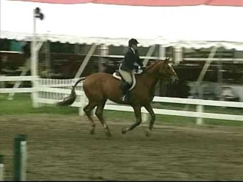 Equitation Horse for Sale in Central New Jersey