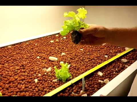 how to transplant seedlings into hydroponics