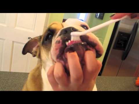 how to care english bulldog puppy