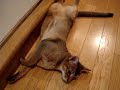 ??????????????????Abyssinian