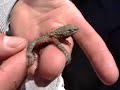 Side-blotched Lizard Side-blotched Lizard
