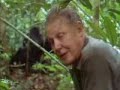 Chimps killing and eating a monkey