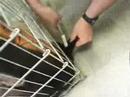 Injured bear cub released in Poconos Injured bear cub released in Poconos
