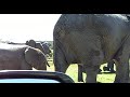 Elephants crossing parking area, Part 1