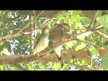 Bird Watching ~Hawaii Wild Bird_Java Finch ! Bird Watching ~Hawaii Wild Bird_Java Finch !