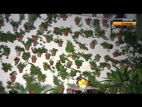 Los Patios de Córdoba reciben a su primera oleada de visitantes ávidos de disfrutar de su belleza 0 Los Patios de Córdoba reciben a su primera oleada de visitantes ávidos de disfrutar de su belleza
