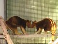tree kangaroo