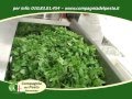 Compagnia del pesto genovese