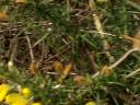 WOOD MOUSE ON GORSE BUSH WOOD MOUSE ON GORSE BUSH