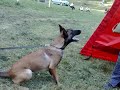 Malinois,EmirZajo,Ester revir 8mes.Jelenec 2008