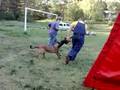 Malinois,EmirZajo,Ester revir 8mes.Jelenec 2008