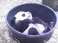 Mei-Lan - 09.02.07