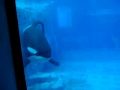 Tilikum 8-20-09