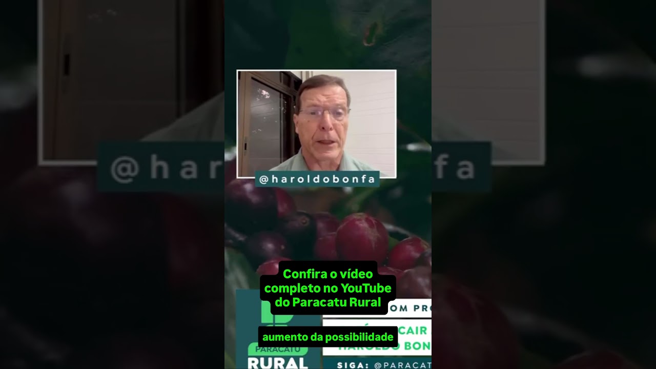 CAFÉ VAI CAIR MAIS? Chuvas na florada e exportação recorde pressionam – Haroldo Bonfá analisa