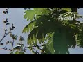 AAA