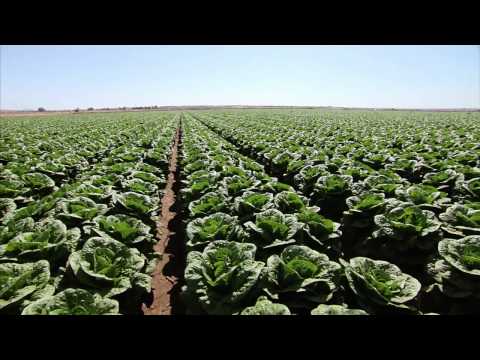 lettuce - Set the table for a story on the lettuce you enjoy at home. Southwest Arizona has long been known as