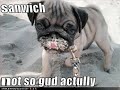 funny dog pictures