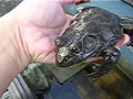 Bullfrog : Rana catesbeiana??????