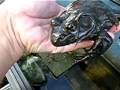 Bullfrog : Rana catesbeiana ウシガエル