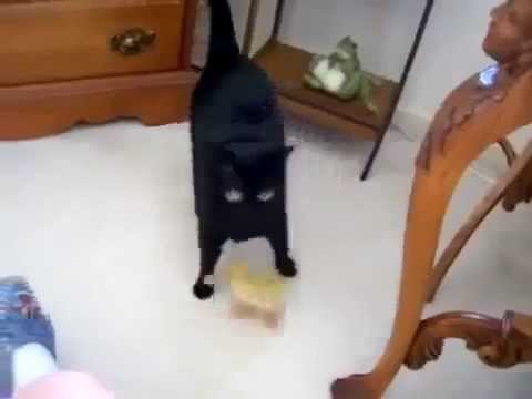 how to dye ducklings