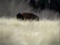 BFC: Bison Hunt Video from 11/25/05