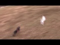 ミニチュアダックスフンド　マーレの挑戦　Dachs and JRT Chase