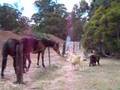 YouTube - Tiny Miniature Foals &amp; Big Horses Say "Hi"