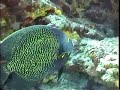 cozumel scuba