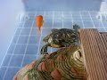 Ralaxing turtle and flowing goldfish