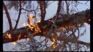 12 фактов разведения костров и палов сухой травы