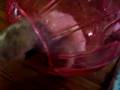 Ferret Ball
