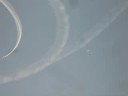 Spirit of America Over Martinsburg Air Show: Parachutists