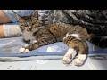 2026年9月17日（木）２階で暮らす猫達の様子と過去の思い出。