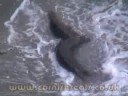 Playing in the surf
