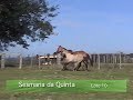 Sesmaria da Quinta