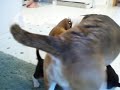 Beagle pups chasing mom