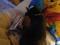 MY CAT, ZOWIE, HER DAILY RITUAL WAKING UP MY SON ALLEN AGAIN MY CAT, ZOWIE, HER DAILY RITUAL WAKING UP MY SON ALLEN AGAIN
