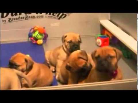 Impressive Style- AKC