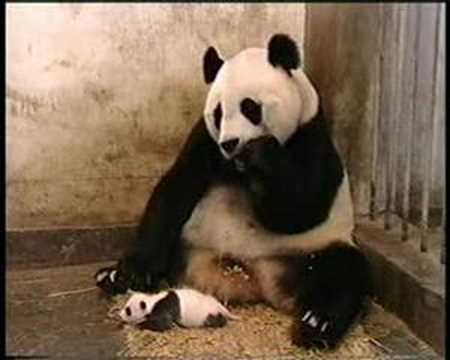 Panda sneezing