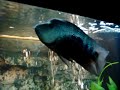 My amazing 35cm GREEN TEXAS cichlid...